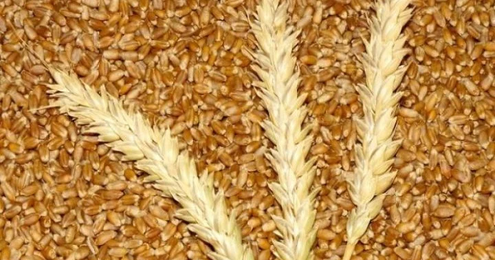 Azərbaycan daha az buğdaya daha çox pul ödəyib