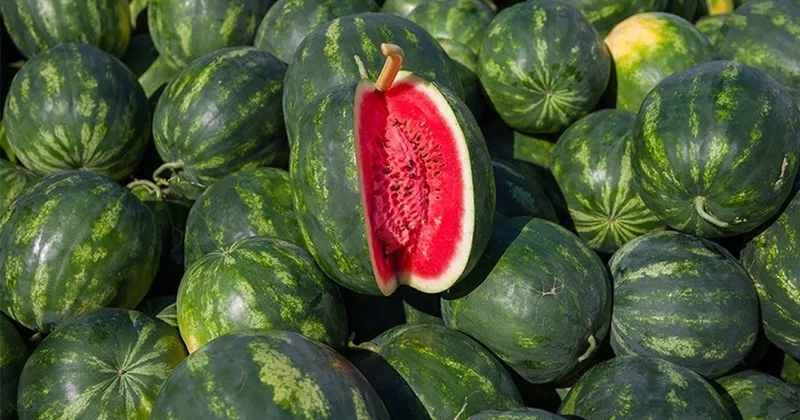 Kimə heç vaxt qarpız yemək olmaz?
