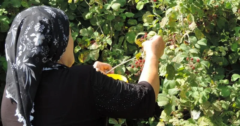Böyürtkən yığan qadınlara cərimə şoku: “Hələ yaxşı ki, yerdən mazut çıxarmayıblar!”