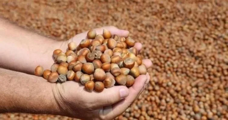 Fındığın 1 kiloqramı 19 manata çatıb? Ekspertdən qiymətlərlə bağlı AÇIQLAMA