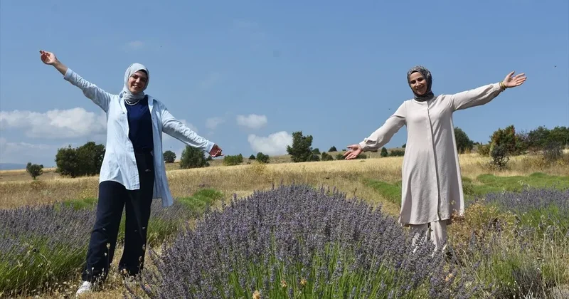 Gümüşhanədə 1450 metr hündürlükdə lavanda yetişdirilir