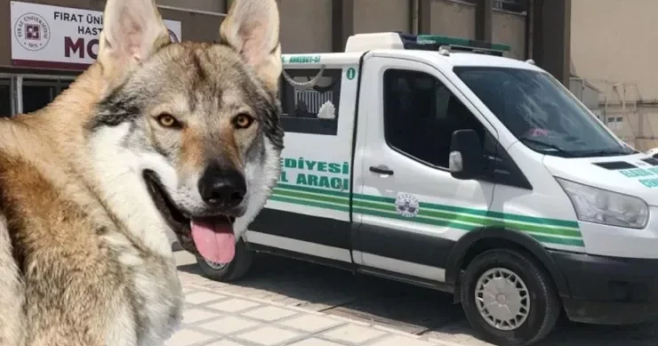 Canavar zənn edib qaranlığa ATƏŞ AÇDI Arvadını öldürdü