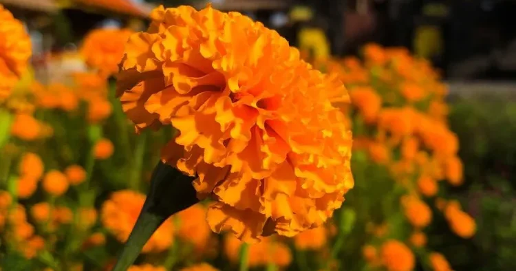 Alimlər bu çiçəklərdə xərçəng əleyhinə potensial AŞKARLADI