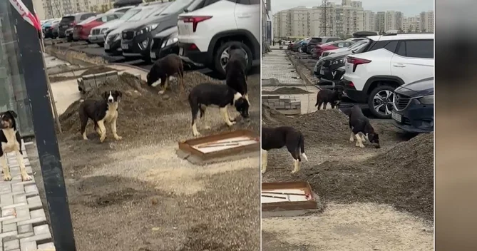 Qanlı gölün yaxınlığında sürü halında gəzən küçə itləri