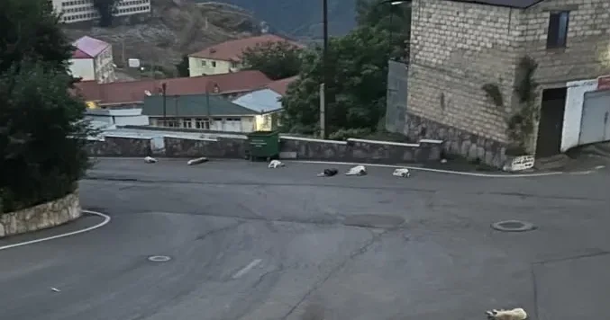 Daşkəsən küçələrində təhlükə: sahibsiz itlər dəstə ilə dolaşır FOTO