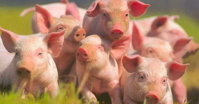 Bu yemək 4 ilə başa gəlir Qızıl qiymətinə satılan donuz ayağının sirri nədir? FOTO