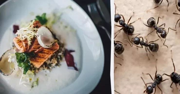 Qonaqlara yeməyin içərisində 49 min qarışqa yedirən məşhur restoran cərimələndi