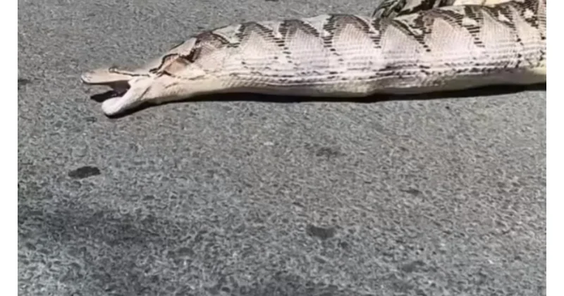 İlanın ağzından çıxanlar təəccübləndirdi (Video)