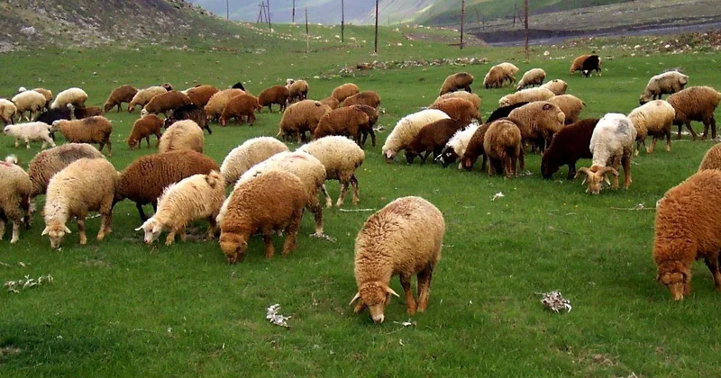 Komitə sədri: “Quzu ətində kalori olmur, belinə istilik dəyməlidir ki, kəsəsən”