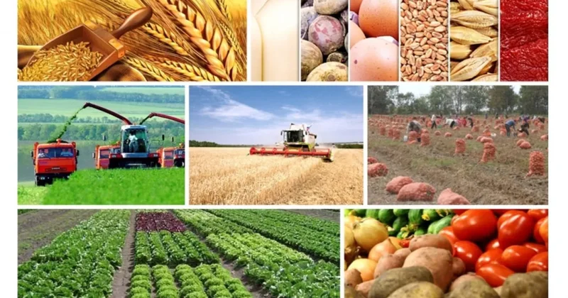 Произведенная сельхозпродукция в Азербайджане превысила 10 млрд манатов