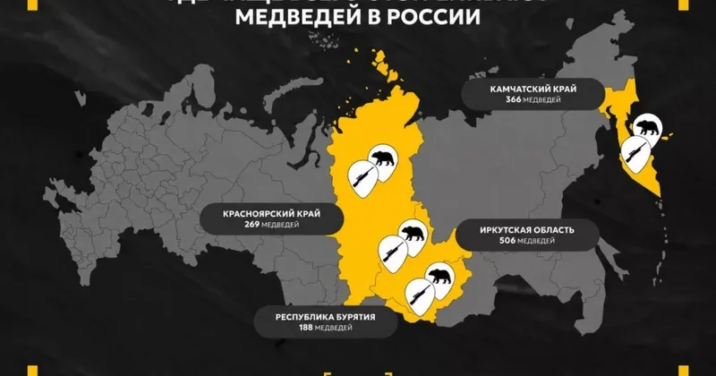 В России массово отстреливают медведей: зоологи бьют тревогу