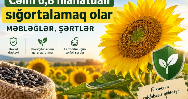 1000 manatlıq günəbaxan məhsulunu 6,8 manata sığortalamaq olar MƏBLƏĞLƏR, ŞƏRTLƏR
