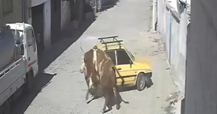 Tövlədən qaçan qəzəbli öküz “VAZ 2109”u parçaladı VİDEO