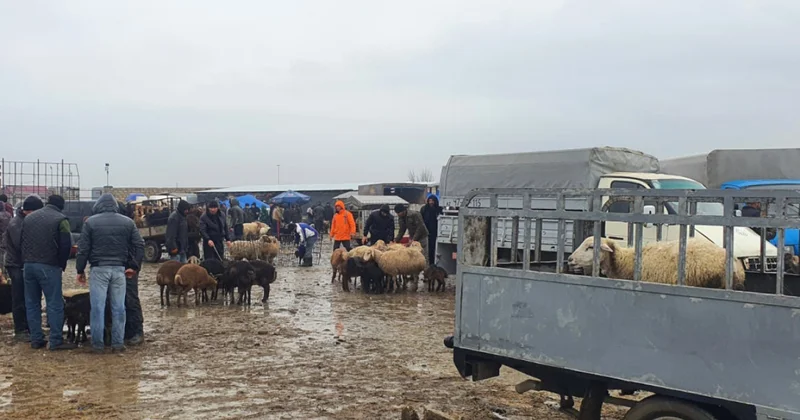 AQTA heyvan bazarlarında yoxlama keçirdi Çatışmazlıqlar üzə çıxdı