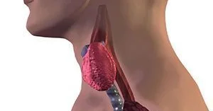 Qalxanabənzər vəzinin düyünlü zobu təhlükəlidir