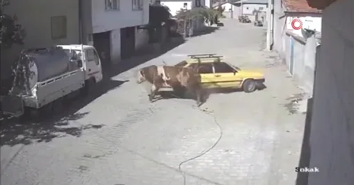 Разъяренный бык протаранил припаркованное авто ВИДЕО