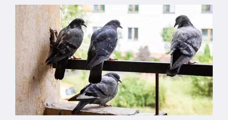 Balkona qoyun, quş işğalı bitsin: Bu bitkinin qoxusuna dözmürlər