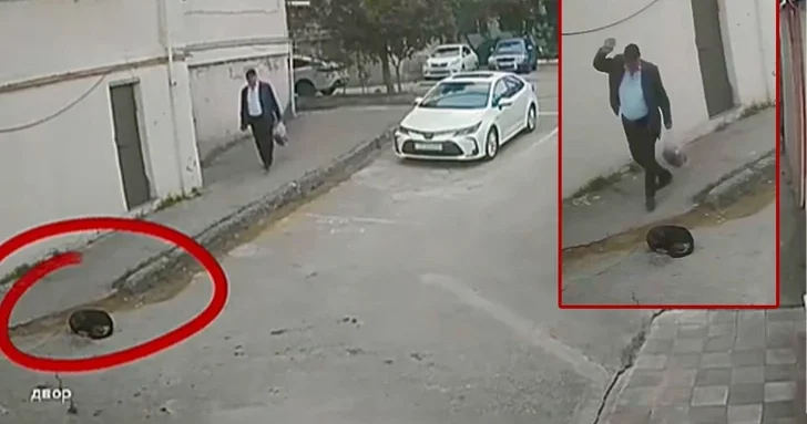 В Баку выявлен случай издевательства над бездомными животными