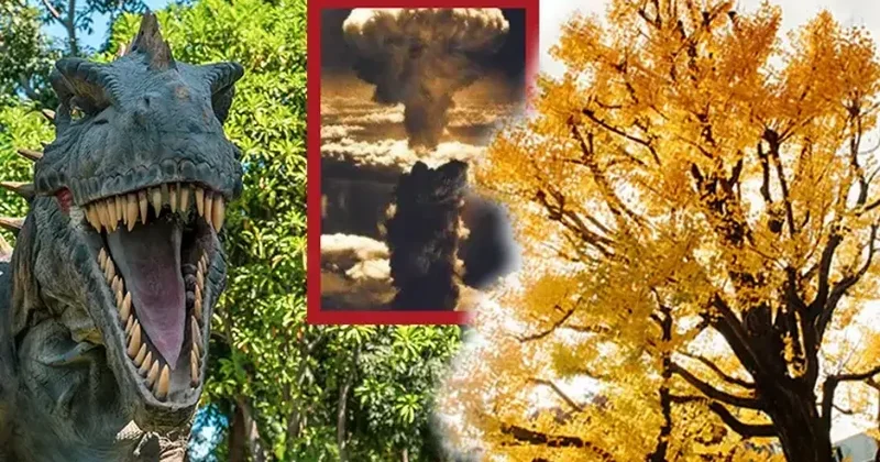 Dinozavrlar dövründən qalan ağacın nəsli təhlükə altındadır
