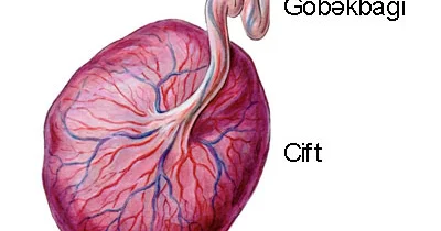 Ciftin finksiyaları və yerləşməsi
