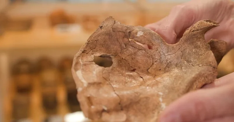 Neandertal insanın 75 min il əvvəl taxta nizə zərbəsindən həlak olduğu üzə çıxdı FOTO