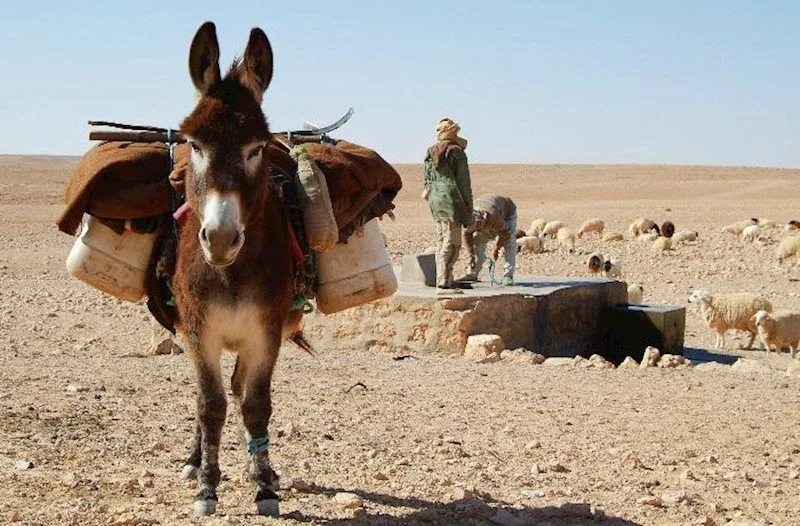 Azərbaycan Türkiyədən eşşək aldı Biri 2 664 manata