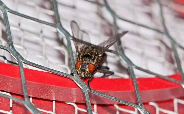 Dünyada ilk ölümsüz canlı yaradıldı FOTO