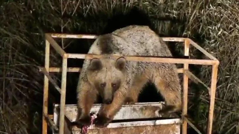 Laçında ayı KaMAZa hücum etdi, hərbçilər... Yaralı var (FOTOLAR)