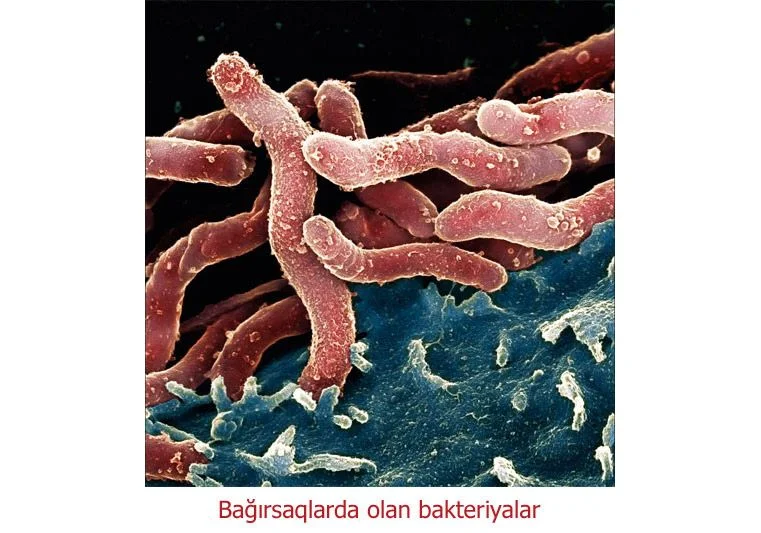 Bakteriyalar insanları əsəbi edir