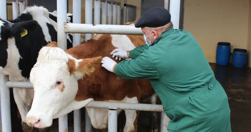 “Dabağa yoluxmuş heyvanlarda balanın sağ qalma ehtimalı çox azdır” BAYTAR