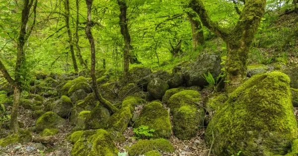 Национальные парки Ахар Бахар и Илису получили официальный правовой статус