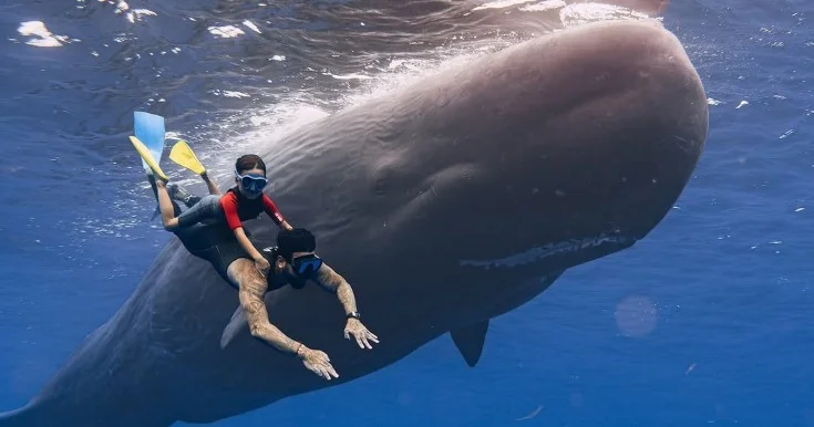 Timati və oğlu balinalarla üzdü Fotolar