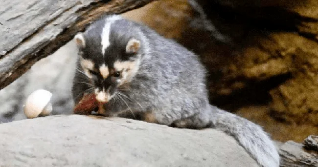 Alimlər yenotlarda əhilləşmə əlamətləri aşkar ediblər