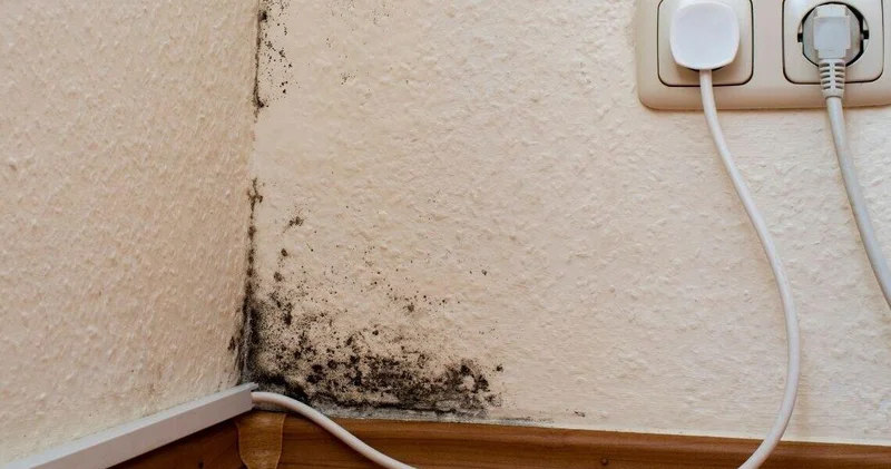 Evinizdəki kifin səbəbi məlum oldu Dərhal yerini dəyişdirin