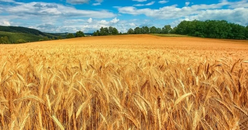 Alimlərdən həyacan təbili Dünya taxıl qıtlığı yarana bilər