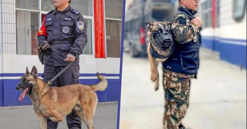 Çində üç ayaqla doğulmuş it polis bölməsində işə götürülüb