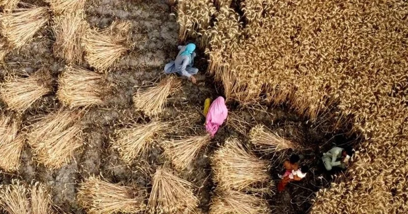 Alimlər: Qlobal istiləşmə və su qıtlığı taxıl məhsuldarlığına mənfi təsir göstərəcək