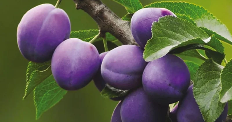 Azərbaycan Gürcüstana gavalı və göyəm tədarük etməyə başlayıb