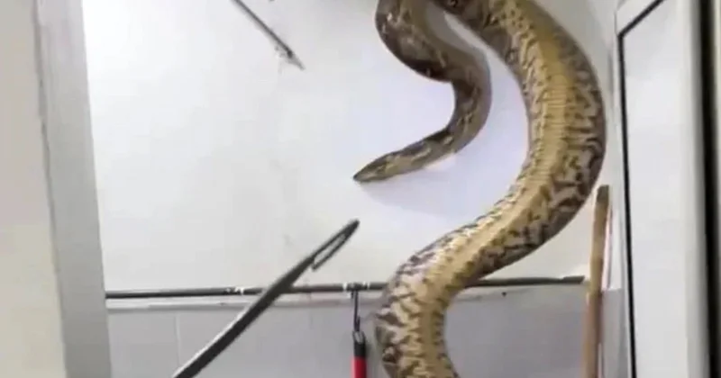 Malayziyada bir evə 60 kiloqramlıq piton girdi: 15 yaşlı qız… VİDEO