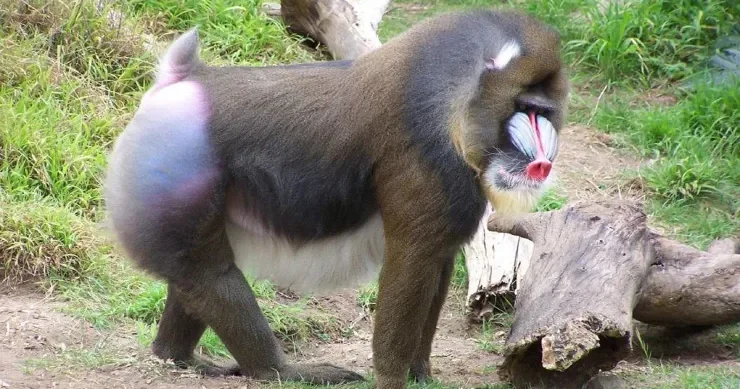 Nəhəng sürülərdə yaşayır, iti dişləri var: bu, dünyanın ən böyük meymunudur