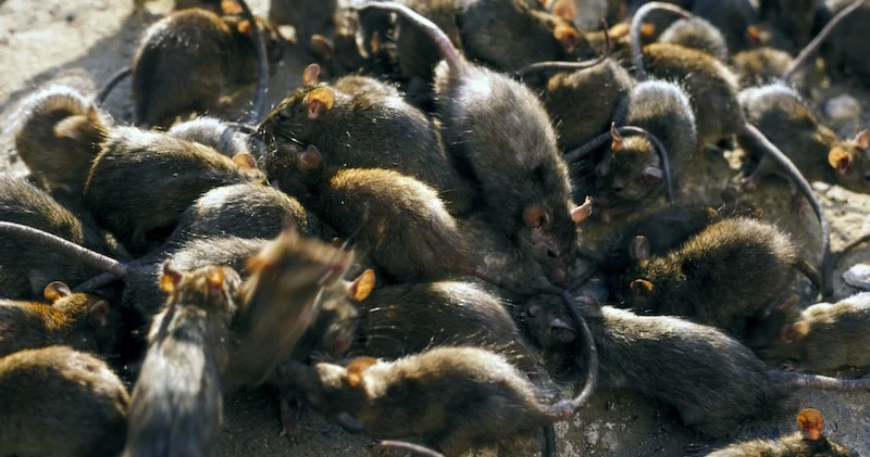 Крысы оккупировали город в Польше ВИДЕО