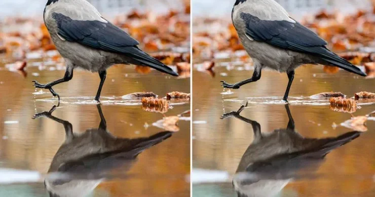 12 saniyədə 3 fərqi tapın: Təəccüblü, amma sadə TEST