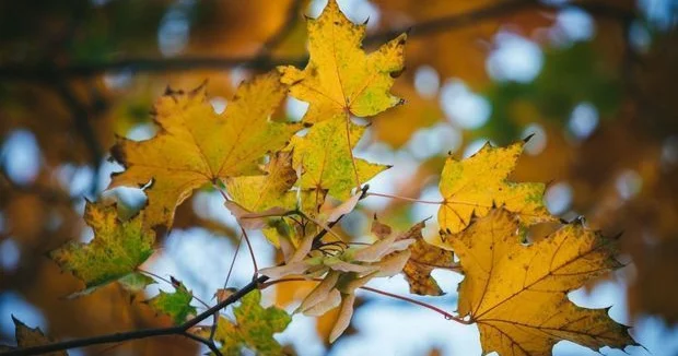 В среду в Баку 22 градуса тепла, юго западный ветер