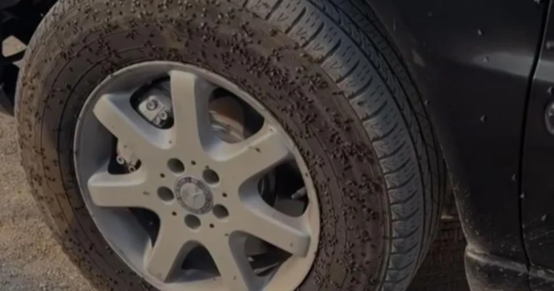 Bakıda Milçək yağışı VİDEO