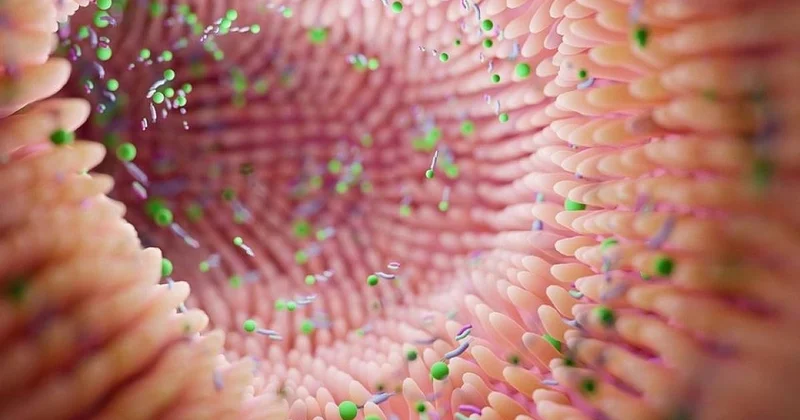 Bağırsaqlarınızdakı faydalı bakteriyaları necə qoruya bilərsiniz?