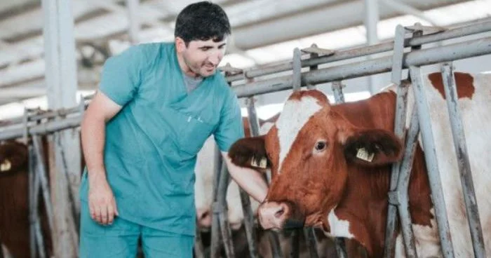 Heyvan sayının azalması ət, süd və yun istehsalına təsir edəcək Ekspert