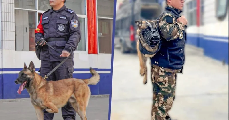 Çində üç ayaqla doğulmuş it polis bölməsində işə götürülüb