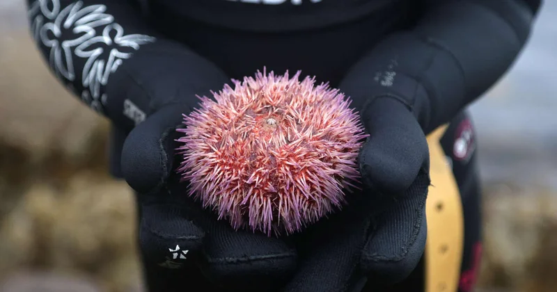 Названо животное, практически полностью состоящее из мозга