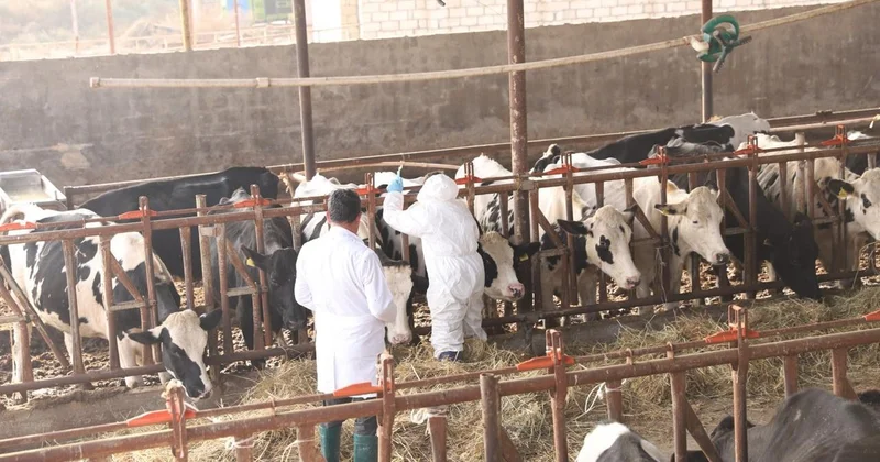 Dabaq xəstəliyinin SAT 1 serotipi üzrə peyvəndləmə işlərinə başlanılıb