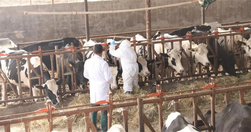 Азербайджан усиливает меры по борьбе с ящуром